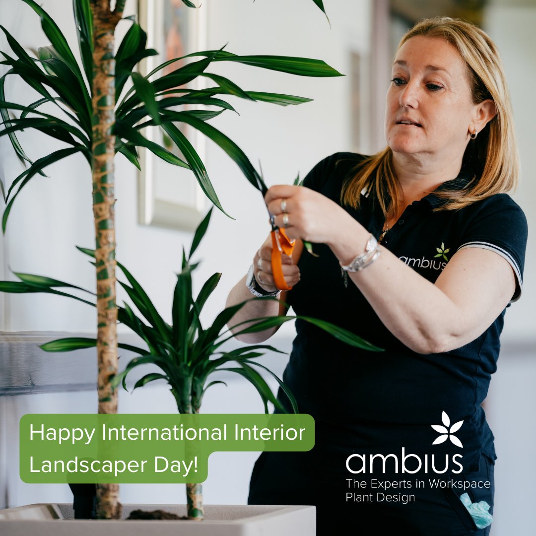AmbiusUK's tweet photo. Today is International interior landscaper day, thank you to all of our interior plant technicians for their amazing work!
#IILD #InteriorLandscaperDay #loveplants https://t.co/fsAeXG6LEf