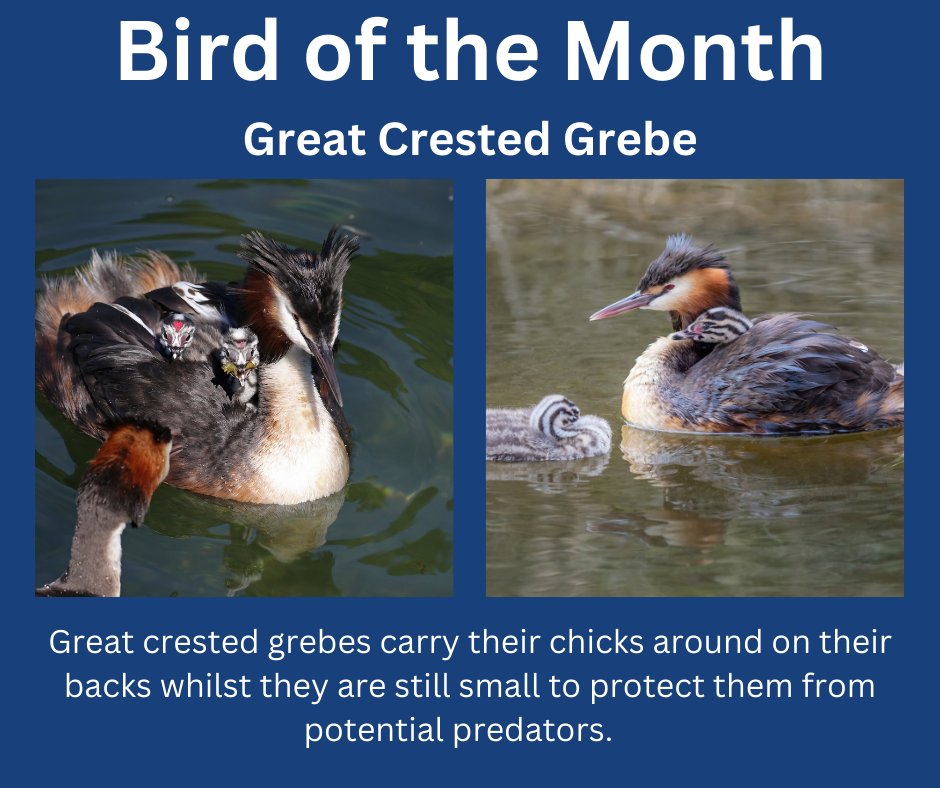 Great Crested Grebe parents take turns in carrying their chicks around for about 3 weeks until they can fend for themselves
One parent stays with the chicks whilst the other hunts for food
Have you ever seen these stripy chicks?
#birdwise #birdfacts #birding #birdofthemonth