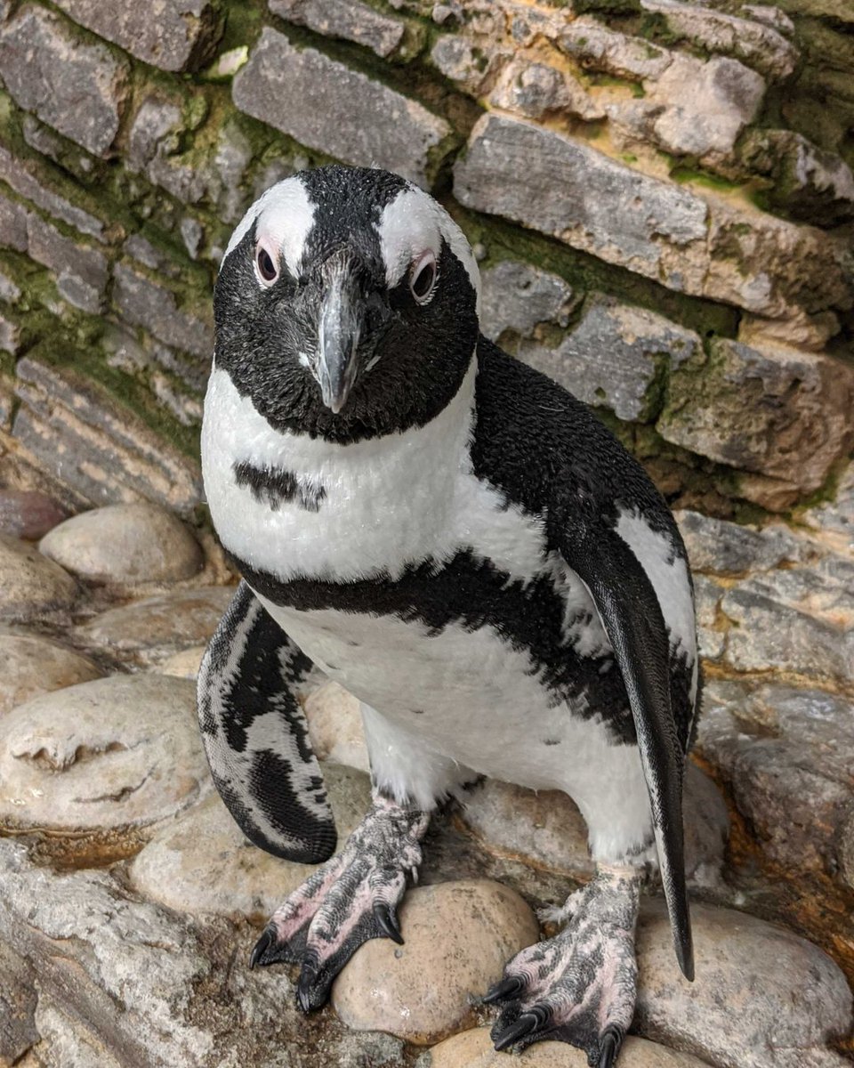 Hope, a 13-year-old African Penguin at Marine Life, regained her classic black and white feathers after a long incomplete moult in 2017. Thriving since 2023, her story underscores the need for penguin conservation. Support SANCCOB and adopt a penguin today!sanccob.co.za