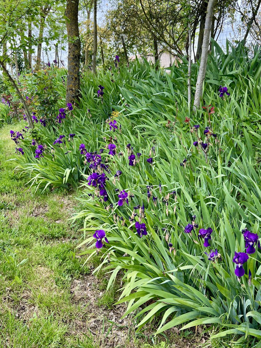 Irises along the lane …