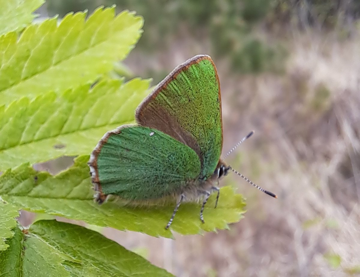 Green Hairstreak seen at Meathop Moss Nature Reserve, Meathop on 17 Apr 2024.