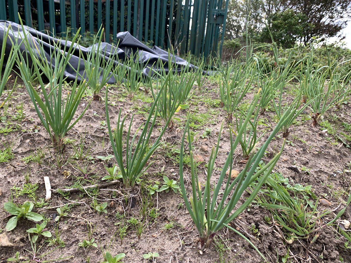 SaladMiss's tweet photo. The school allotment @ChristsColl is slowly growing food. The shallots, onions, garlic, potatoes and broad beans are happy and today three rows of carrots got sown 🥕 https://t.co/5uStyRvM1Z