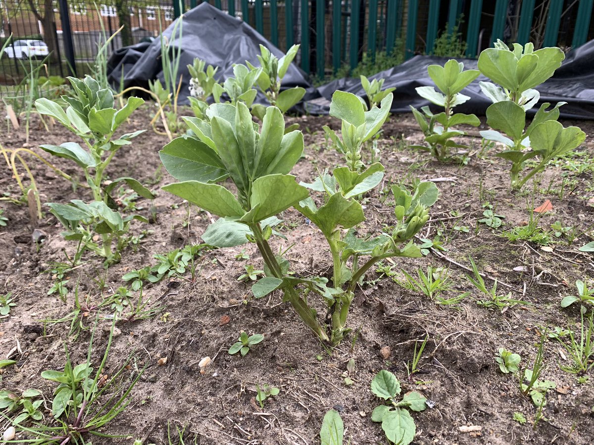 SaladMiss's tweet photo. The school allotment @ChristsColl is slowly growing food. The shallots, onions, garlic, potatoes and broad beans are happy and today three rows of carrots got sown 🥕 https://t.co/5uStyRvM1Z