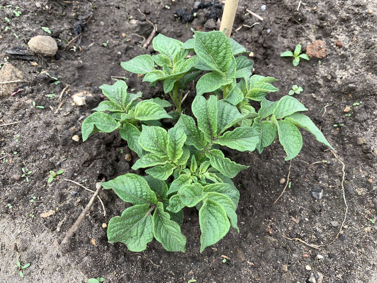 SaladMiss's tweet photo. The school allotment @ChristsColl is slowly growing food. The shallots, onions, garlic, potatoes and broad beans are happy and today three rows of carrots got sown 🥕 https://t.co/5uStyRvM1Z