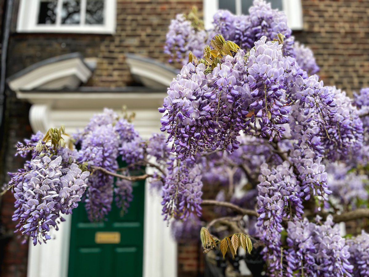 April 17, 2024 - Wisteria in New Square, Lincoln’s Inn