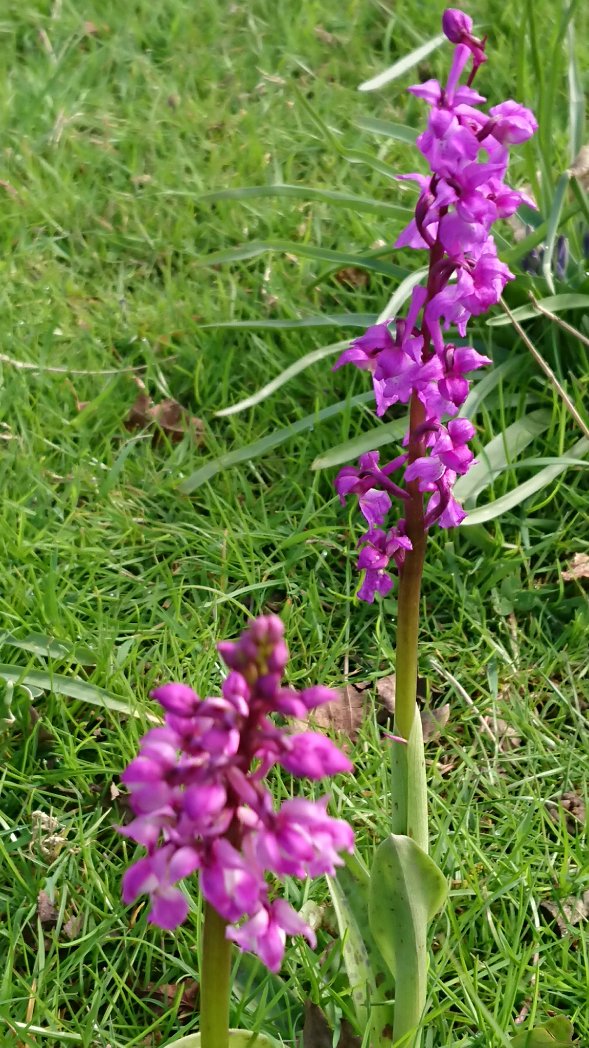 Some more Green-winged orchids from todays walk on #RouteZero
#walking #wildflowers #Spring #nature @ukorchids