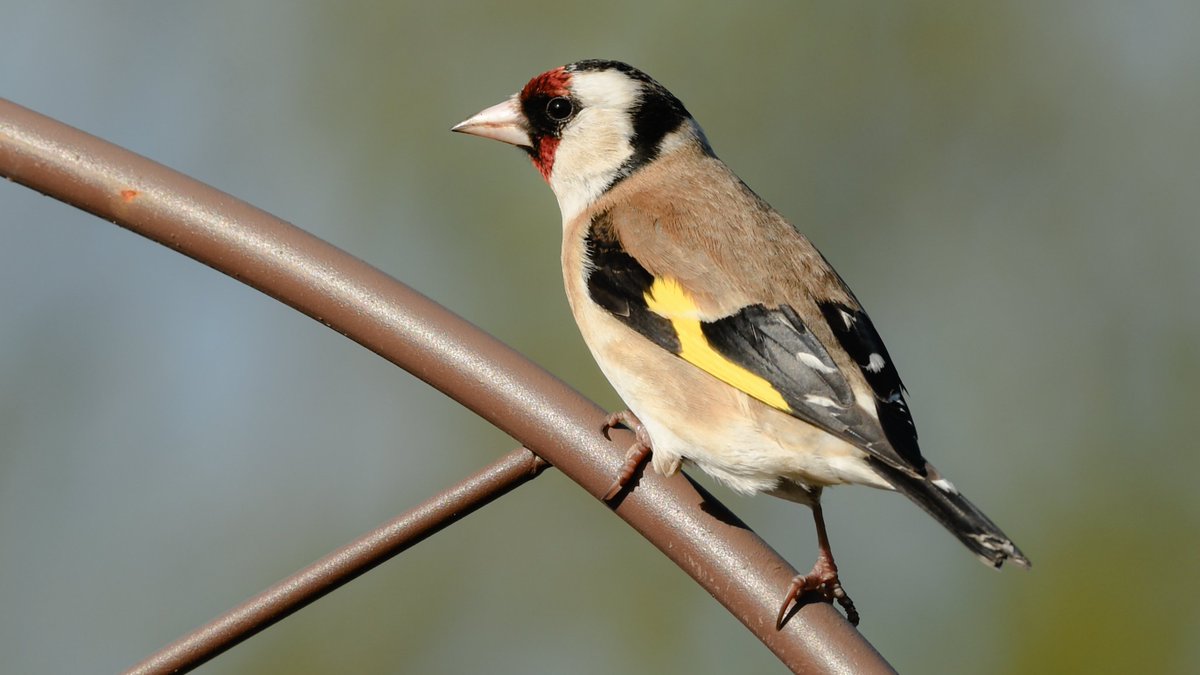 A #goldfinch on a trellis. 

#TwitterNatureCommunity #BirdsofTwitter #nature #birdtwitter #wildlife #FinchFamily