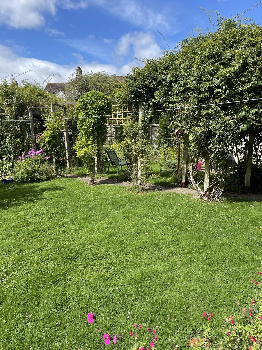 @christinedemar @DAustinRoses There’s not much option in creating my Tunnel of Lush Both sides planted 46 uprights to cover They do get sun