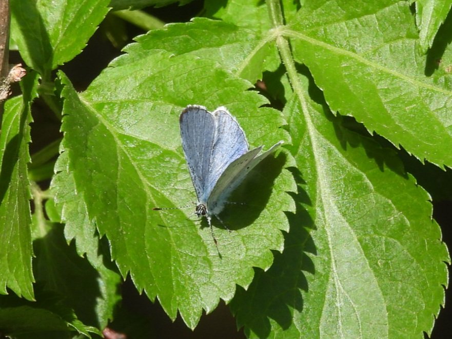 Comma & Holly Blue on Beeston Common today