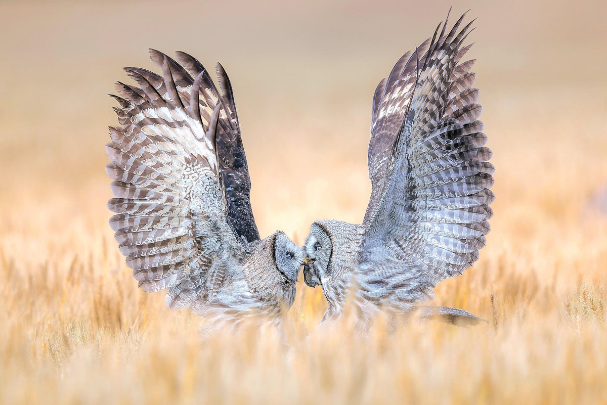 There's still time to visit our special exhibition, Bird Photographer of the Year, through April 28. Ready to be amazed with our new exhibition after BPOTY? A MOTHER’S LOVE Great Grey Owl Strix nebulosa. Zhejiang, China. Qiuqing Mu, China. Category: Bird Behaviour. BRONZE AWARD