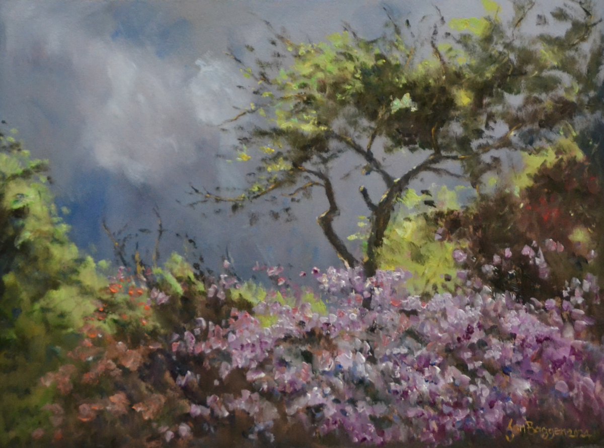 felle zon afgewisseld met buien en grijze luchten: '#Heksenkermis' noemen ze dat ook wel. Mooie combinatie met de kleurige ruim 500 soorten #rododendron op #Belmontearboretum.
#olieverf op paneel 30x40 cm