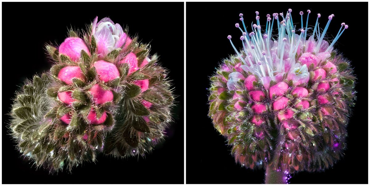 Small portraits of Springtime on Earth

Phacelia californica