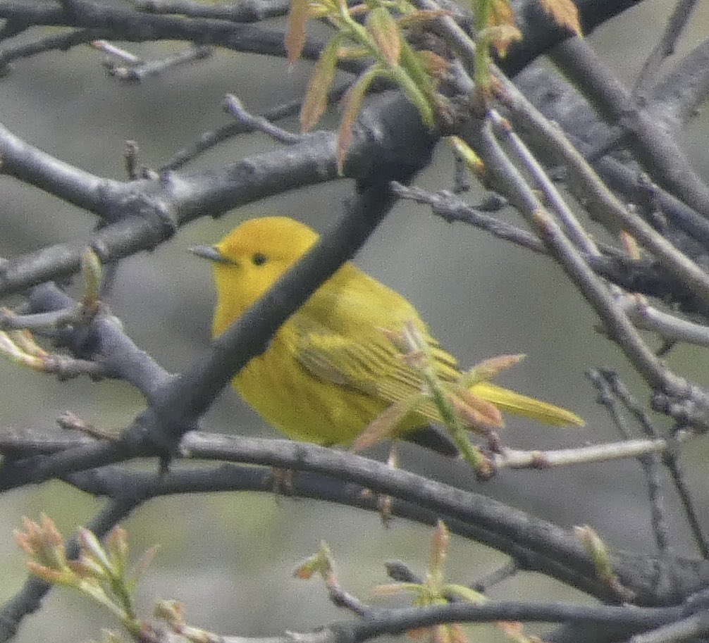 abigailinqueens's tweet photo. Yellow warblers are back! Seen today at Flushing Meadow. @BirdQueens https://t.co/nymG2uqHx2