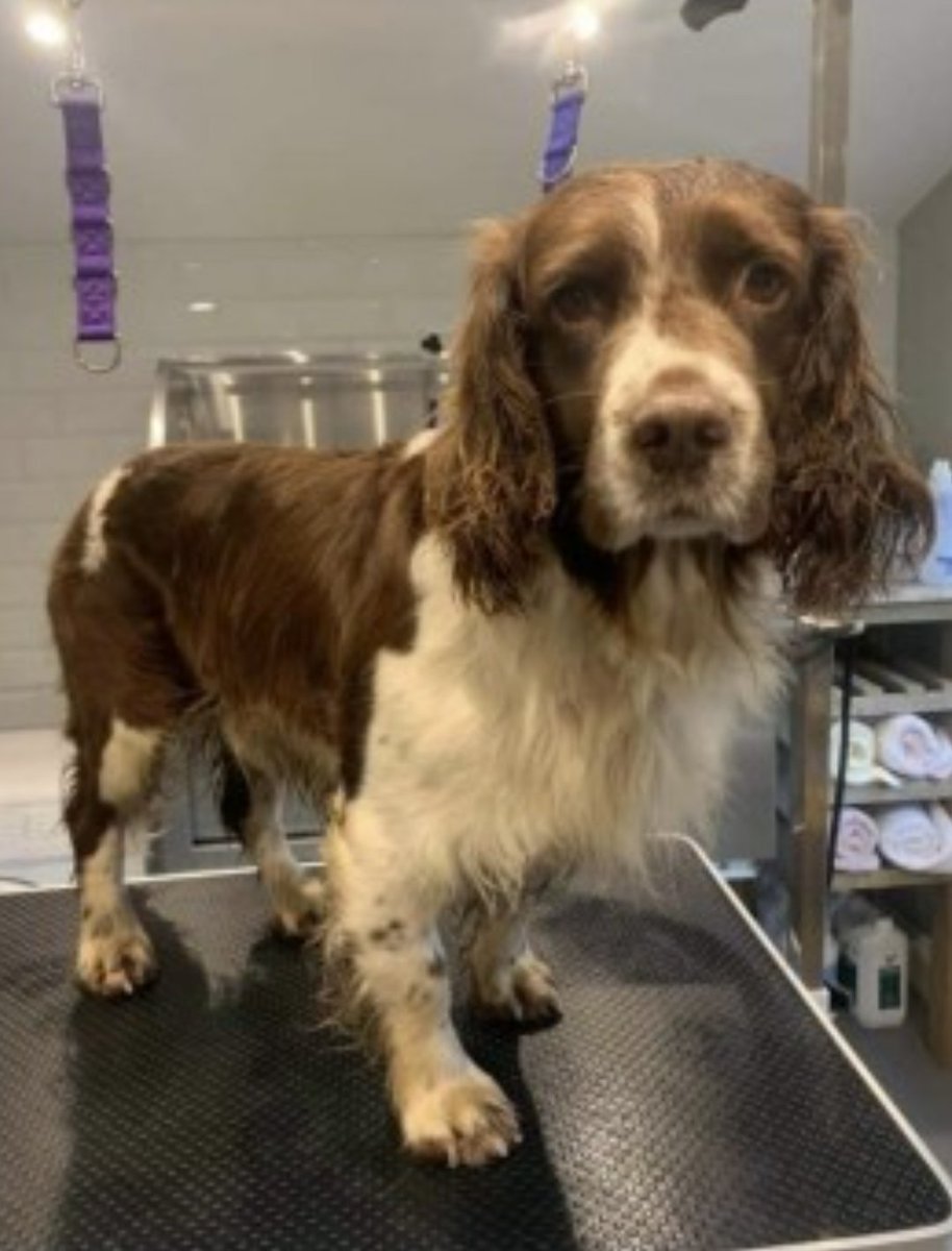 MUDDY #SpanielHour
Male #EnglishSpringerSpaniel Adult LIVER & WHITE

#Missing 28 Mar 2021 HAXTED FARM HAXTED ROAD #EDENBRIDGE TN6 
STOLEN FROM OUTDOOR KENNELS

doglost.co.uk/dog-blog.php?d…