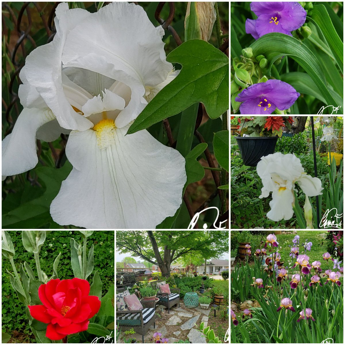 My neighbor's beautiful yard. And Gardens.  #PetalPusher #CazFoxMedia #CassieJFoxPhotos 📷  #WhitmireSC #SumterNationalForest #PearlOfThePiedmont #YourVintageGirl #SouthCarolina #Yards