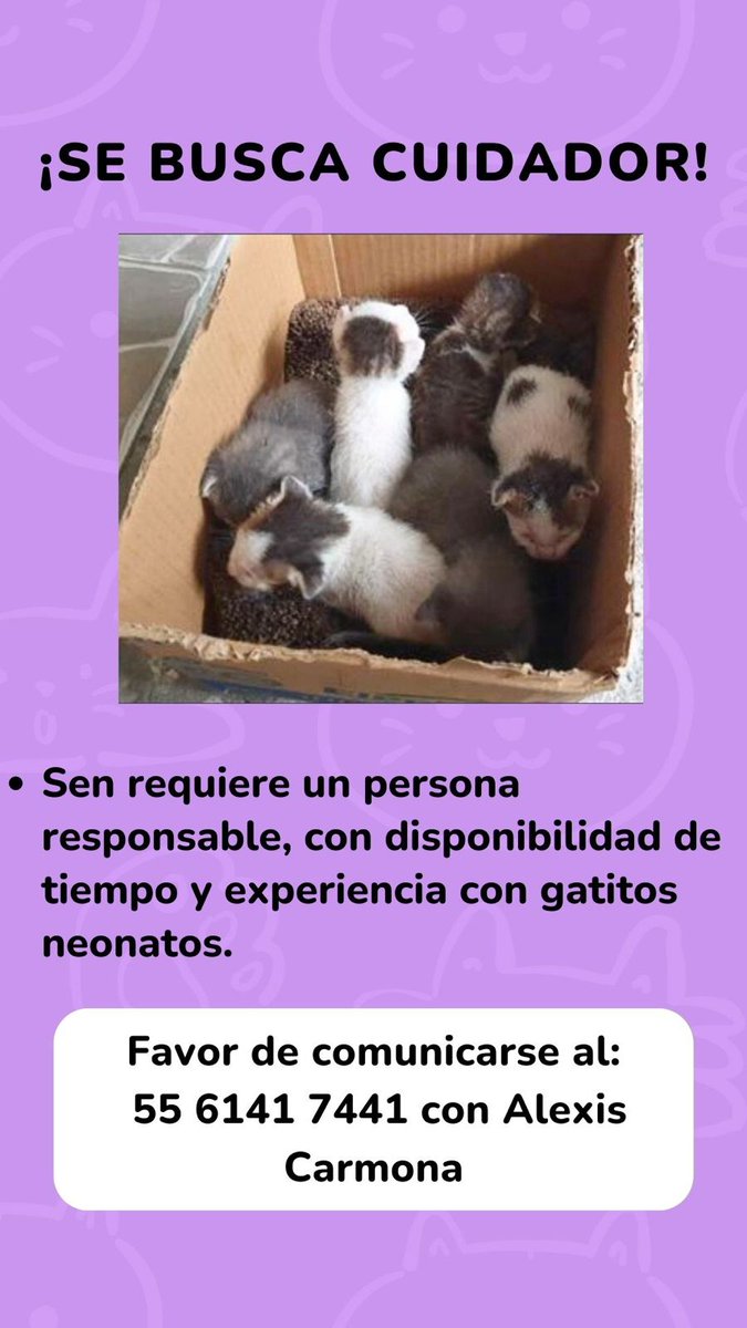 Gatitos neonatitos en apuros #CDMX difunde x fa