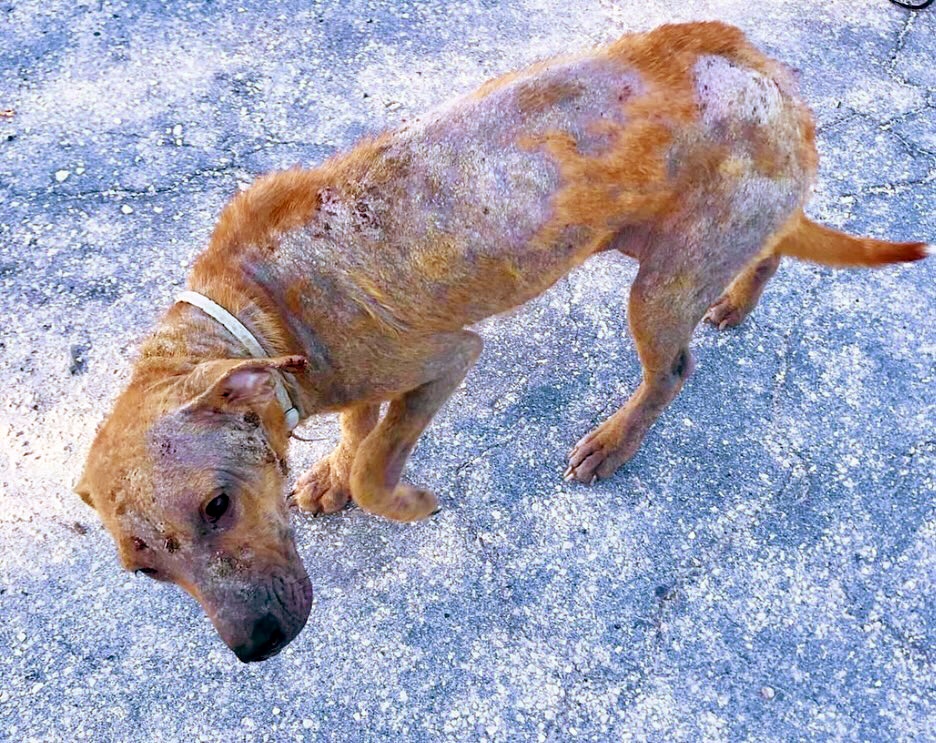 Potcake Rescue 🏝🐕 tweet media