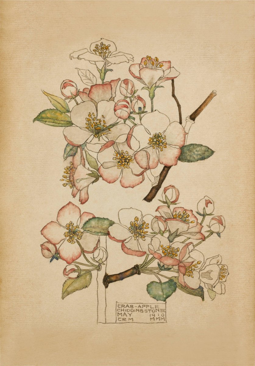 'The blossomest blossom'. 'Crab Apple'. Charles Rennie Mackintosh. 1910. Available ready framed for instant display. Unframed too. Order yours → duille.com/crabapple