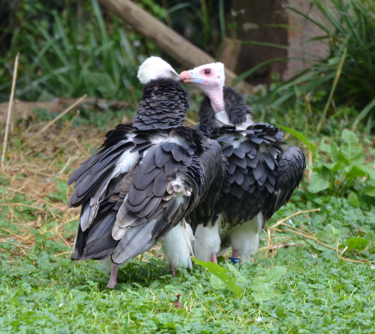 White-headed vulture couple ❤️

#trigonocepsoccipitalis #lovevultures #criticallyendangeredbirds #extinctionisforever