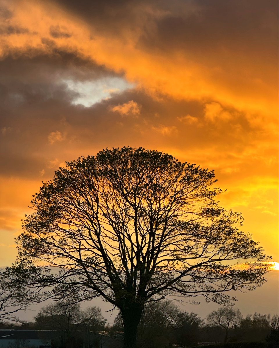 Love this tree 🌳🧡💛🌅 #StormHour