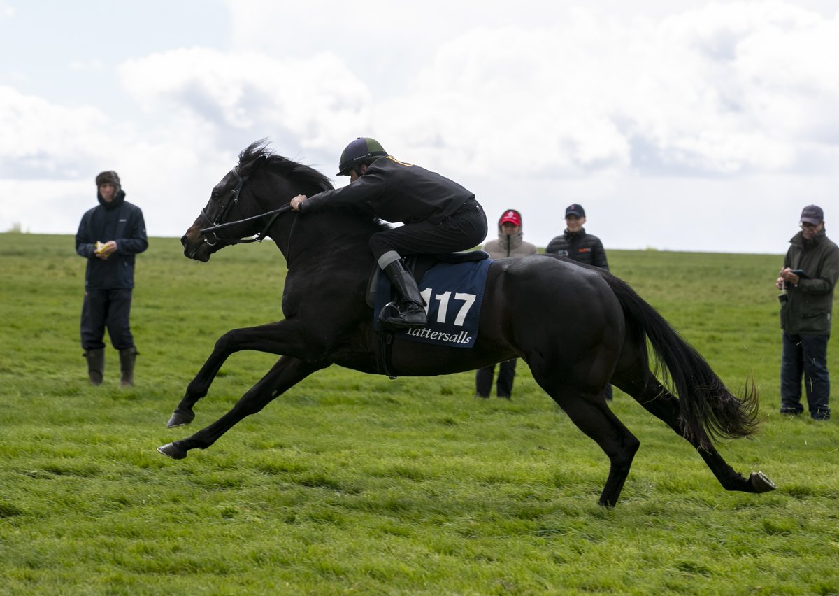 ✨ Lot 117, colt by @Shadwell_EU's first-crop sire MOHAATHER sells to Matthew Broughton for 50,000gns at the @Tattersalls1766 Craven @BrzUps Sale ✨ He was consigned by @Chthoroughbreds and will be going into training with @dylancunha_uk. #ReadAllAboutIt