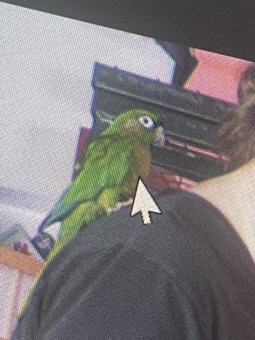 George getting into shot today! Cheeky bugger https://t.co/PclB8tV4IZ