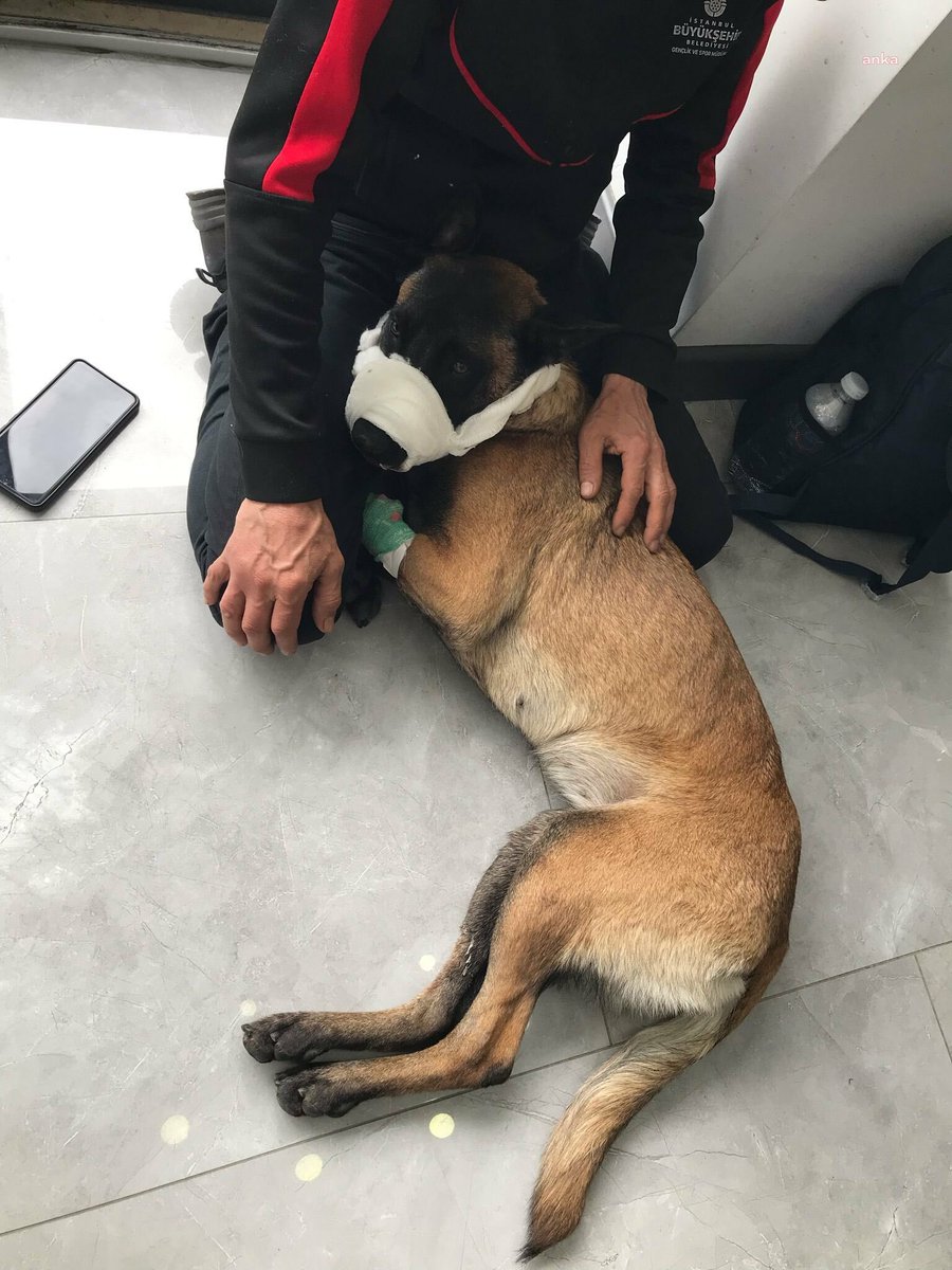 HAYTAP'tan İstanbul'da bir köpeği vuran bekçiye tepki: 'Şahsın derhal meslekten ihraç edilmesi ve cezalandırılması için elimizden geleni yapacağız.' ankahaber.net/haber/detay/ha…