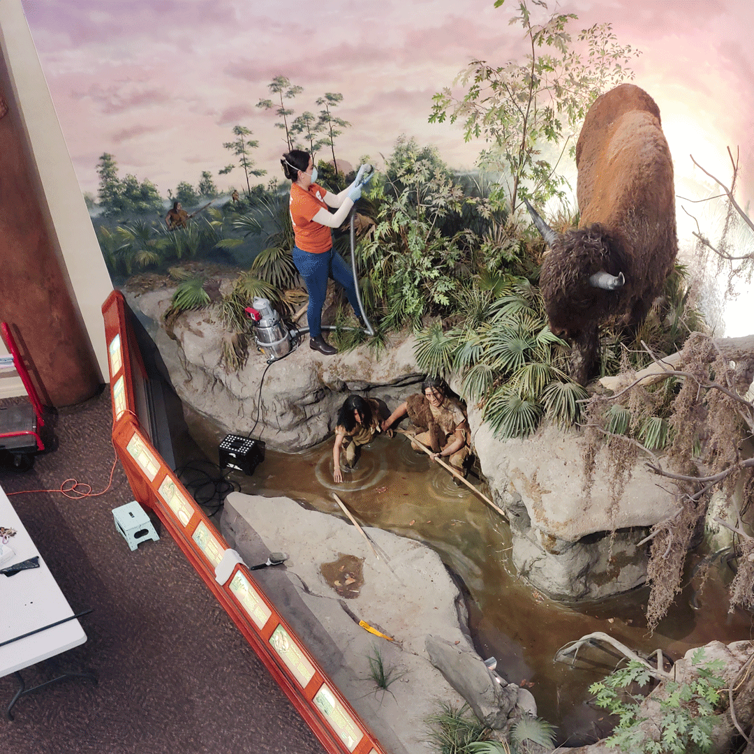 Have you ever wondered how we keep our fascinating fossils, awe-inspiring artifacts, and delicate dioramas in top condition? At The Bishop Museum of Science and Nature, caring for our collection is a top priority! What's your favorite object on display? Let us know below!