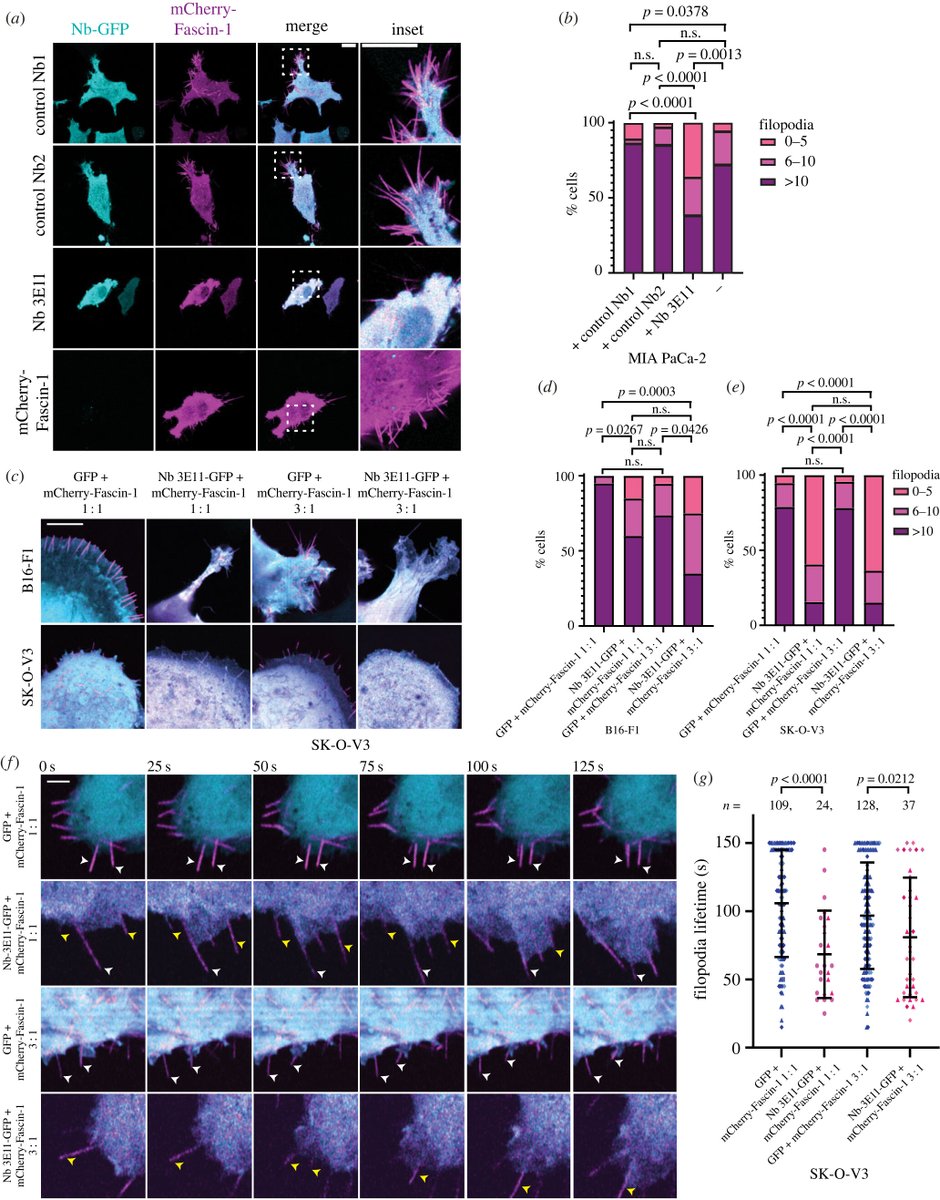 A nanobody inhibitor of Fascin-1 actin-bundling activity and filopodia formation: ow.ly/xbl350RhUgL @baylisslab #OpenBiology