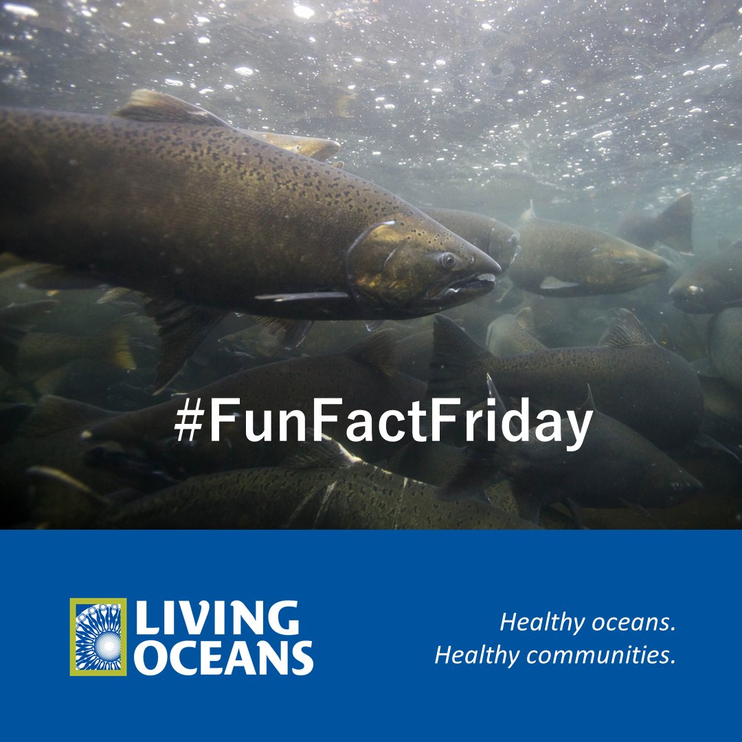 👉Check out this documentary that details Indigenous-led efforts to reintroduce salmon to key waterway for #FunFactFriday tinyurl.com/3u9j637t