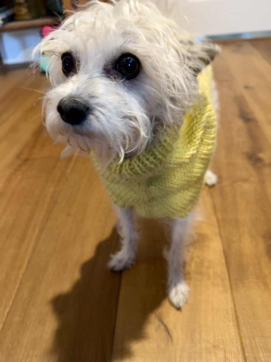 mariesgotthis's tweet photo. Made a sweater for my daughter’s pug, Romeo. He lives in Toronto, so I had a reluctant and uncooperative Miss Daisy model it.
#dogsweater #knitting https://t.co/zAAsoPGEpm