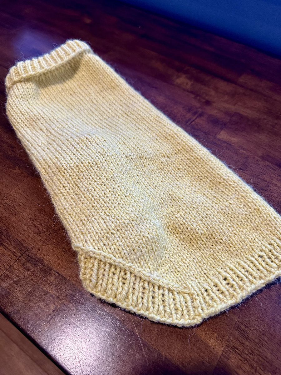 mariesgotthis's tweet photo. Made a sweater for my daughter’s pug, Romeo. He lives in Toronto, so I had a reluctant and uncooperative Miss Daisy model it.
#dogsweater #knitting https://t.co/zAAsoPGEpm
