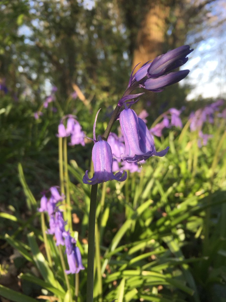 There is a silent eloquence
In every wild bluebell
That fills my softened heart with bliss
That words could never tell.

Anne Brontë