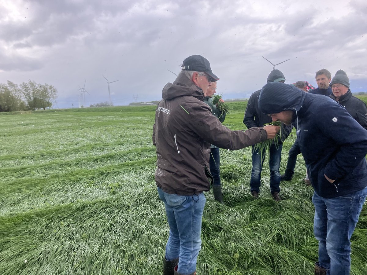 Als koe fluisteraar weet ik dat een koe geen lekker gras zoekt(kijkt) maar ruikt dus gaan we met #MDM (Magement Duurzame Melkveehouderij) voor fijn ruikend gras!