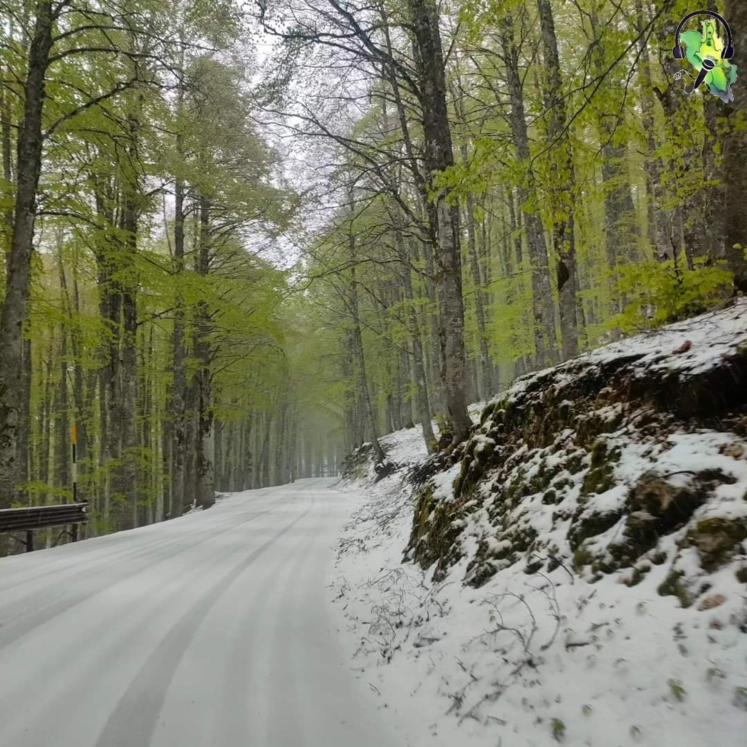 RadioParco's tweet photo. 🌲✅❄️☑️ Spolverata di aprile in quota sul #ParcoNazionaledAbruzzoLazioeMolise.
Il verde e il bianco a #ForcadAcero, a 1.500 metri circa di altitudine, valico tra #Abruzzo e #Lazio.
17 aprile 2024
📷 Sabrina Adriana Cocuzzi
#PNALM #montagna #Appennino #neve https://t.co/btqUKD7VOQ