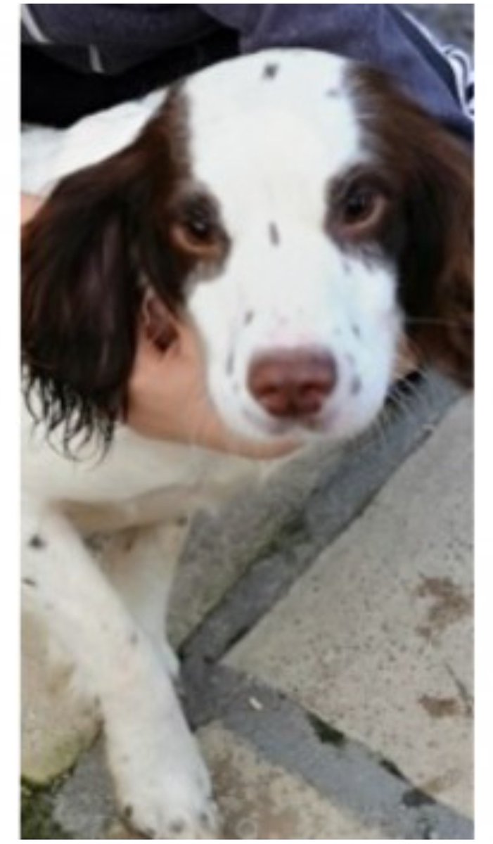 MEG #SpanielHour #STOLEN
Female #EnglishSpringerSpaniel Adult White & Liver Microchipped

#Missing 28 Nov 2020 Stolen from kennel in garden North #Yorkshire DL10

doglost.co.uk/dog-blog.php?d…