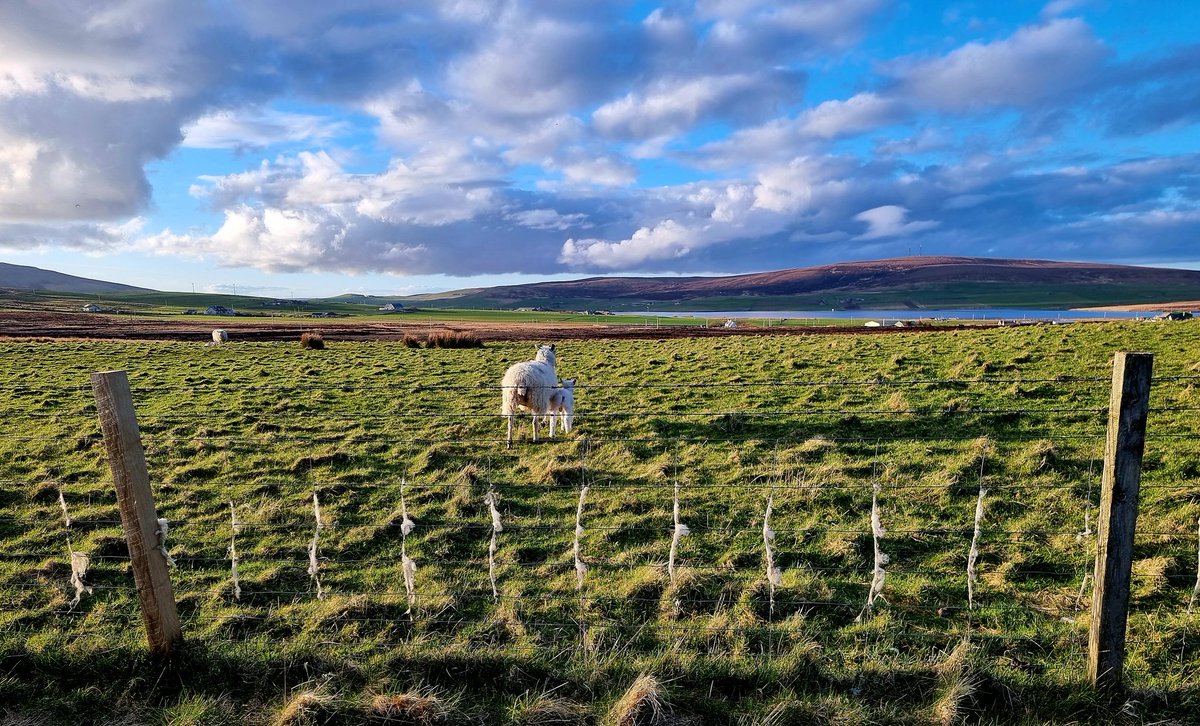 #Orkney !

You've delivered at last....I think Spring maybe is in the air 🌼 🌸 🌻