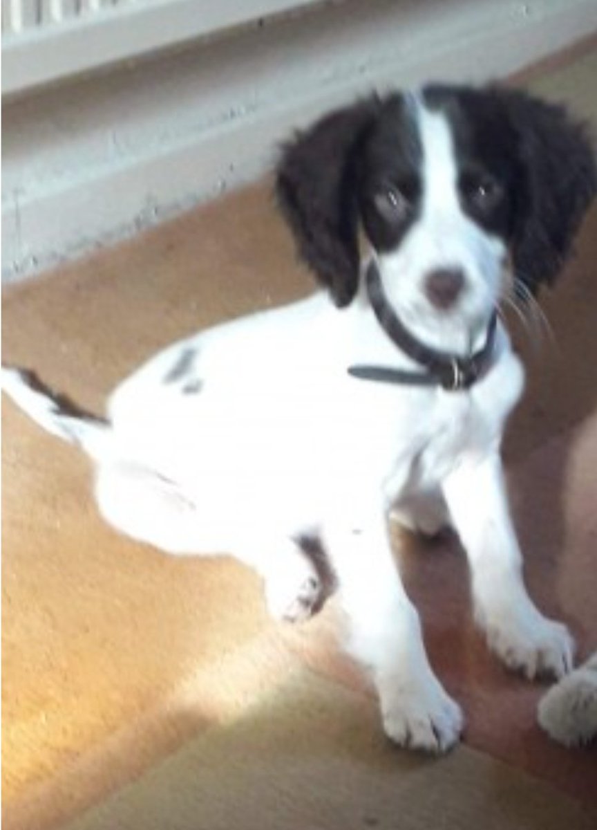 HOLLY #SpanielHour
Female #EnglishSpringerSpaniel Spayed was only a Puppy White and brown Microchipped

#Missing 06 Mar 2021 Wise lane estate magnolia street West #Drayton UB7

doglost.co.uk/dog-blog.php?d…