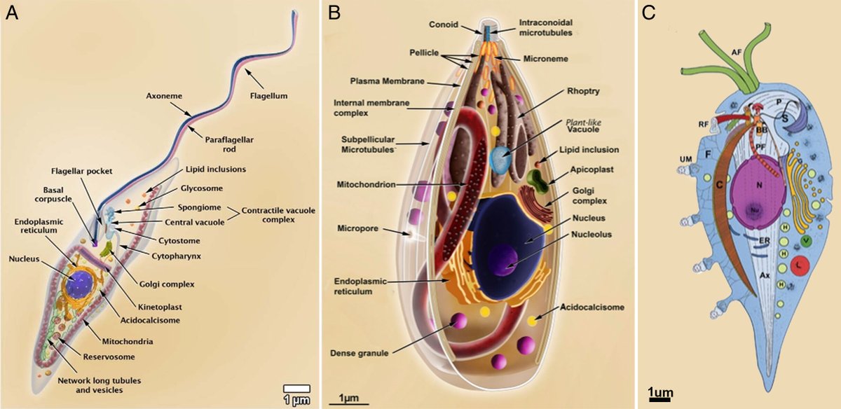 Contribution of #microscopy to a better understanding of the anatomy of pathogenic #protists | Wanderley de Souza pnas.org/doi/10.1073/pn…