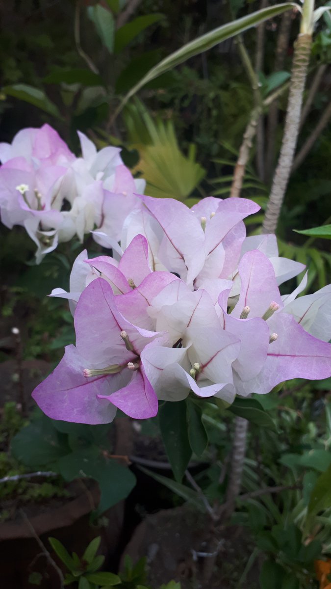 Flowers from my garden🌺🌺🌺🌺🌺