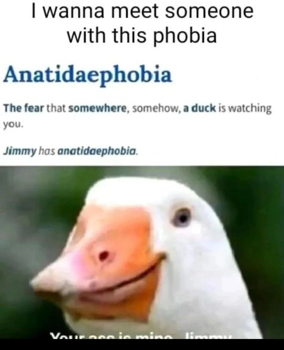 Ducks Make Me Happy tweet media
