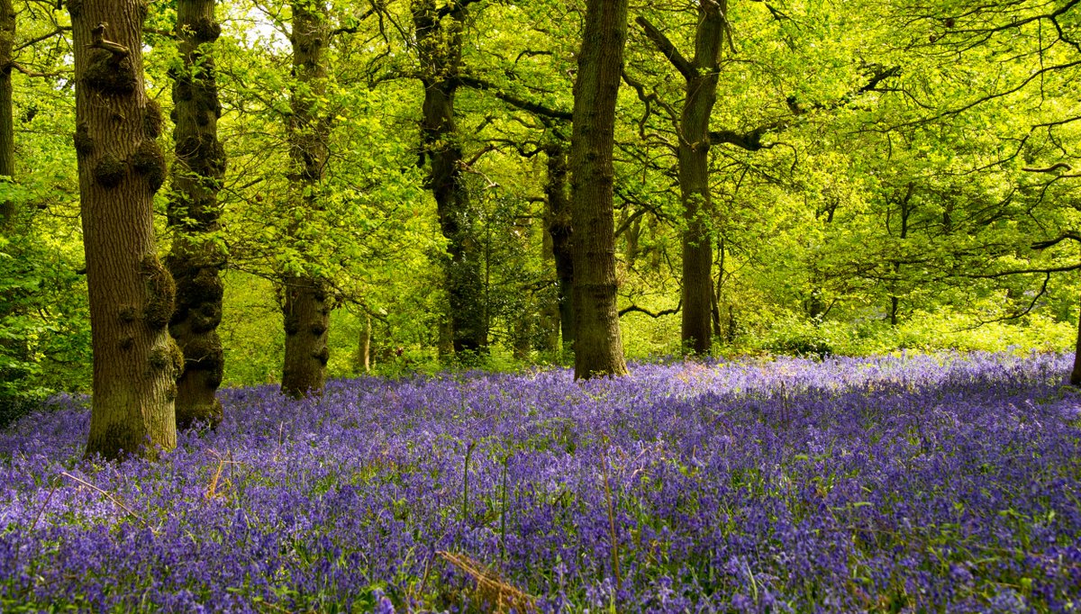 What connects bluebells with archery?

The sticky sap of these wild flowers were once used to glue feathers onto arrows.

Photo: Stoneywell, Leicestershire