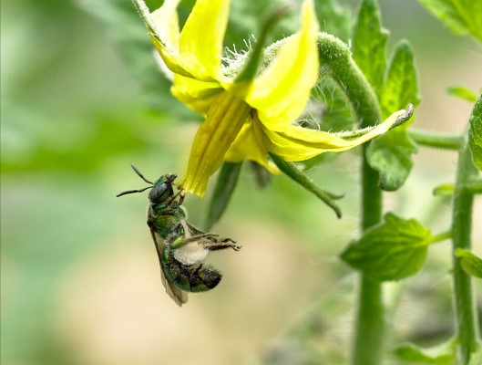 🐝DYK that bees are responsible for pollinating one-third of the food we eat? 🌺 You can take action to protect their habitats by planting pollinator friendly plants in your garden or community space! 🌻🦋 As a Bee City Canada recipient, check out: beecitycanada.org/pollinator-res…