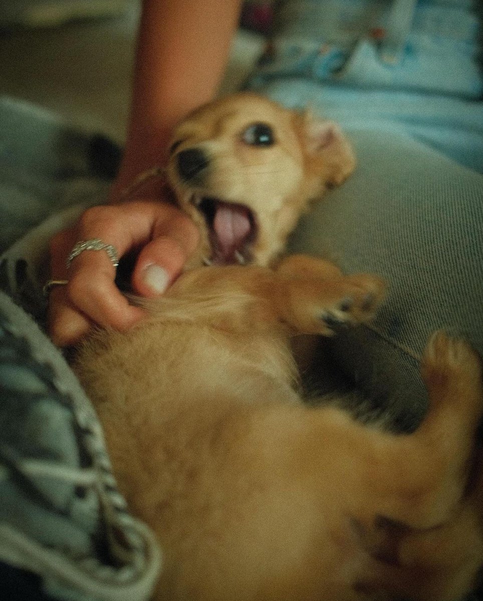 iara 🏎 tweet media