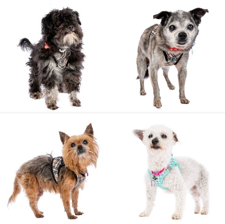 In honor of our very hard-working accounting/finance staff,🧾Refund, Payroll, Moolah, & Peg From Accounting have joined the roster of #adoptable #dogs at muttville.org 🐾🥰