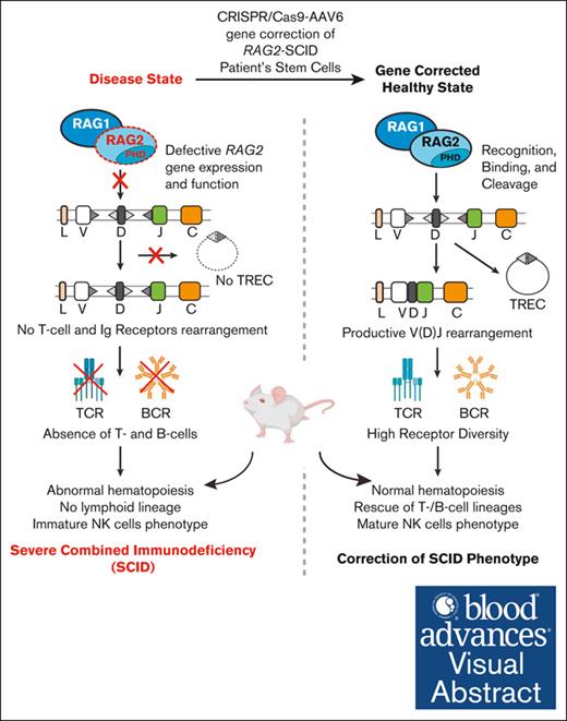 Human hematopoietic stem cells can be corrected to restore endogenous RAG2 gene expression while preserving durable engraftment potential. ow.ly/hGtG50RbMeT #genetherapy #hematopoiesisandstemcells