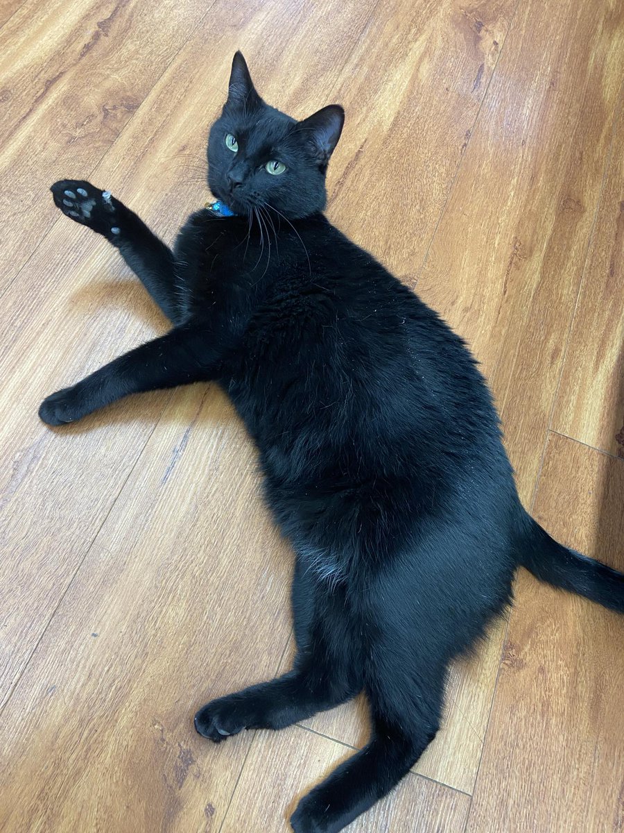 Adoptable kitty Kala says happy Wednesday! 

Kala is 2.5 years old and is our in store supurrvisor at Pet Valu Beaumont! He does well with other kitties and respectful dogs! 

#safeteamrescue #adoptdontshop #edmontonadoptables #rescuecat #yeg #yegcats #catlovers #petvalu