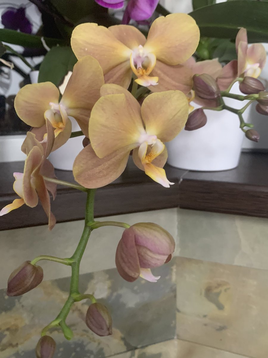 This is one of the most underrated color in orchids. Yes it’s kind of brown but it does pop in the mix with the other brighter colored orchids.