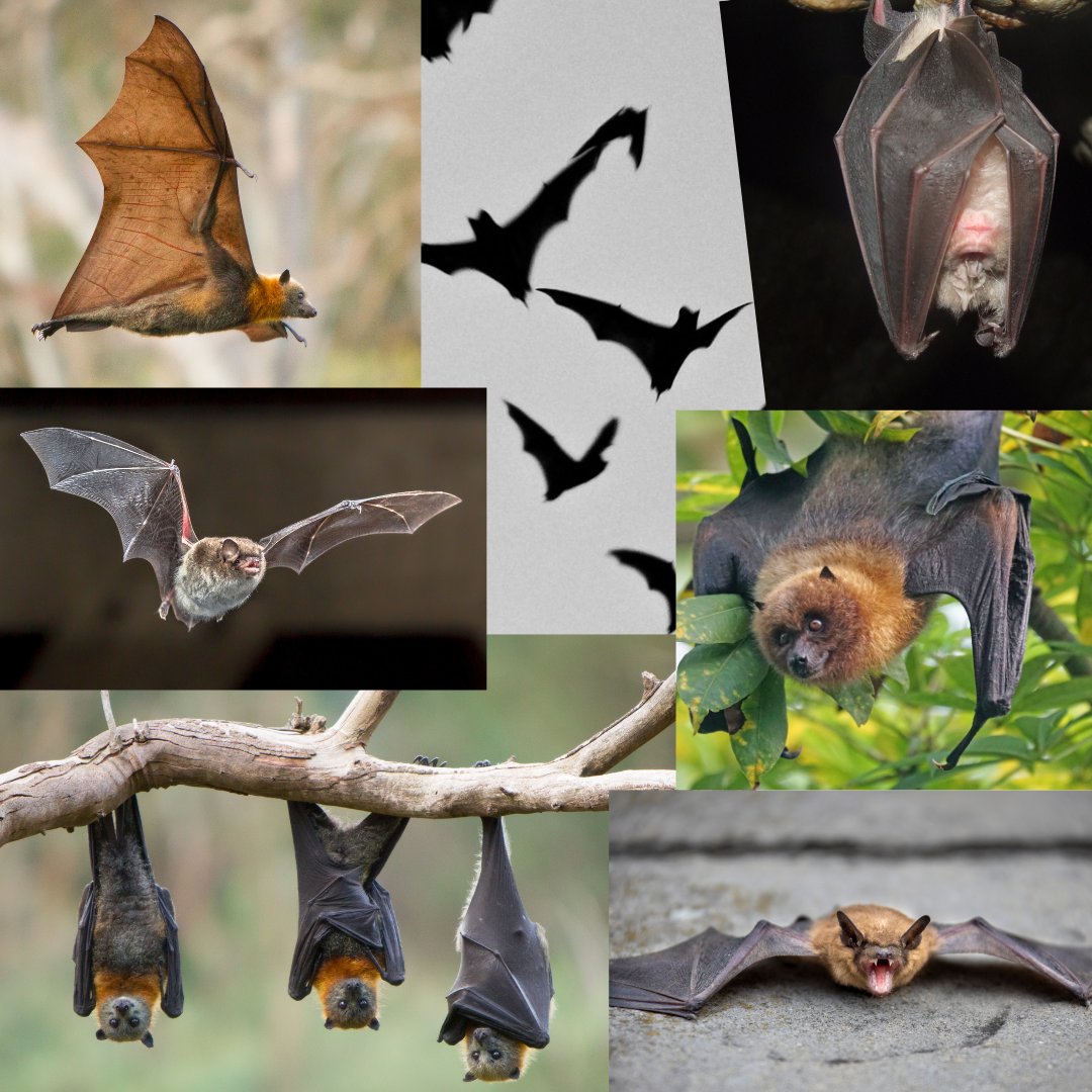 Happy #InternationalBatAppreciationDay 🦇 /|\ ^._.^ /|\ #stroud #batlover #animals #bats #wildlife #nature #Pollinator #night #sky #flying #countryside #batphotos #cotswolds #mammals #bats #gloucestershire