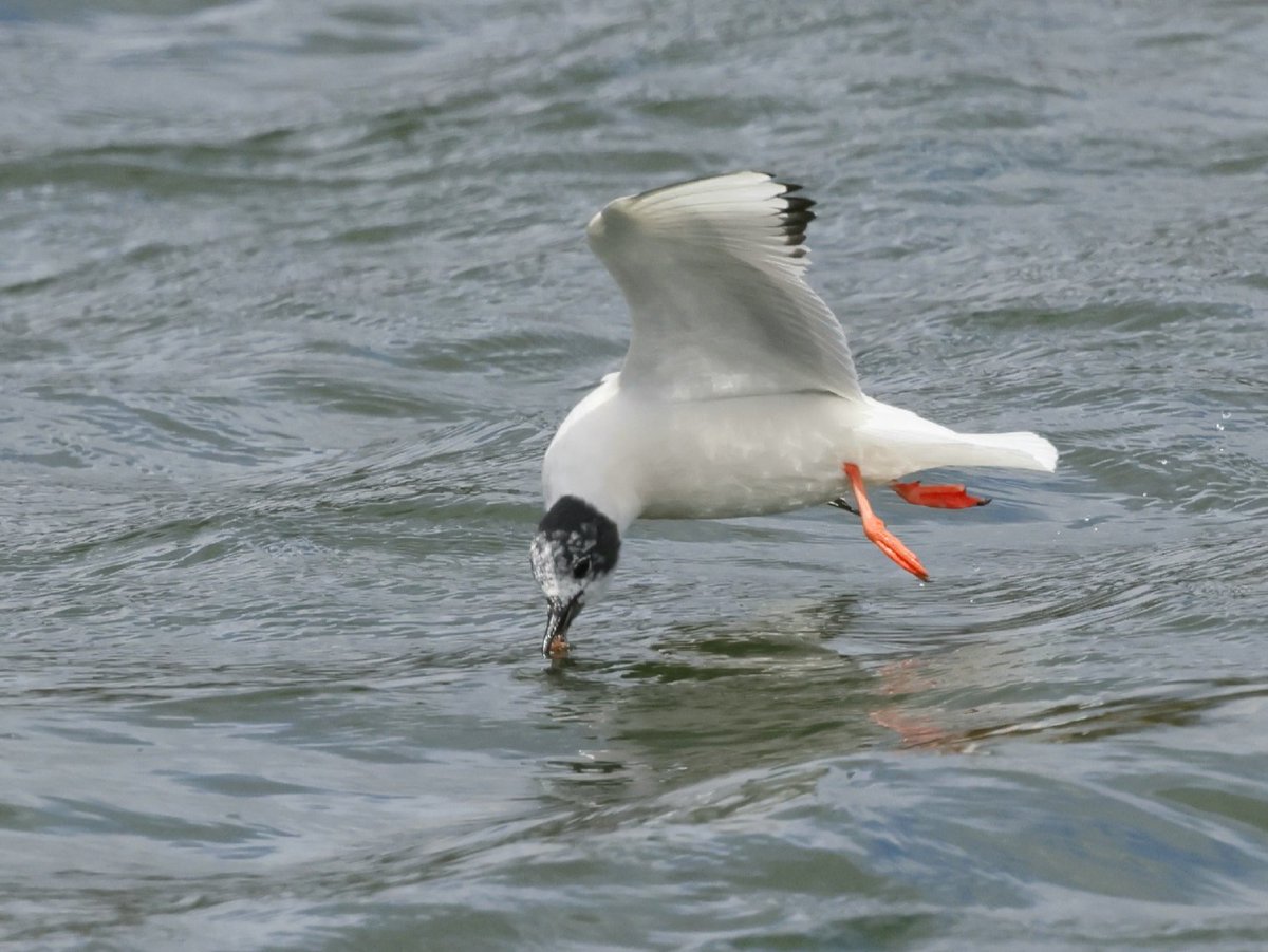 Another trip down to Sandy Water Park, Llanelli this afternoon for the Bonaparte's Gull but this time I was successful unlike last week. What a great bird! @welshbirders